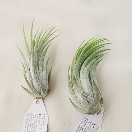 生花 即納 エアプランツlサイズ イオナンタ スカポーサ コルビー 通販 はなどんやアソシエ