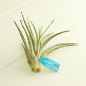 生花/鉢】エアプランツLサイズ:ハリシィ【F】 - 花材通販はなどんや