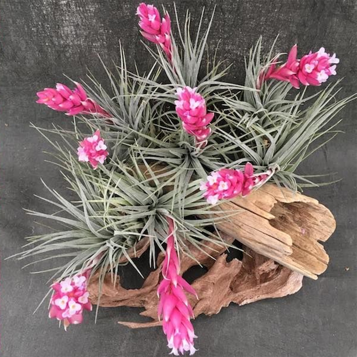 生花 即納 エアプランツ コットンキャンディ パープルピンク花芽付き 通販 はなどんやアソシエ 生花 即納 エアプランツ コットンキャンディ パープルピンク花芽付き 通販 はなどんやアソシエ