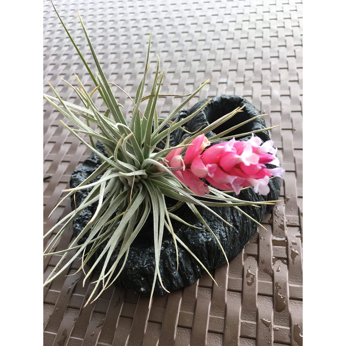 生花 即納 エアプランツ コットンキャンディ パープルピンク花芽付き 通販 はなどんやアソシエ 生花 即納 エアプランツ コットンキャンディ パープルピンク花芽付き 通販 はなどんやアソシエ