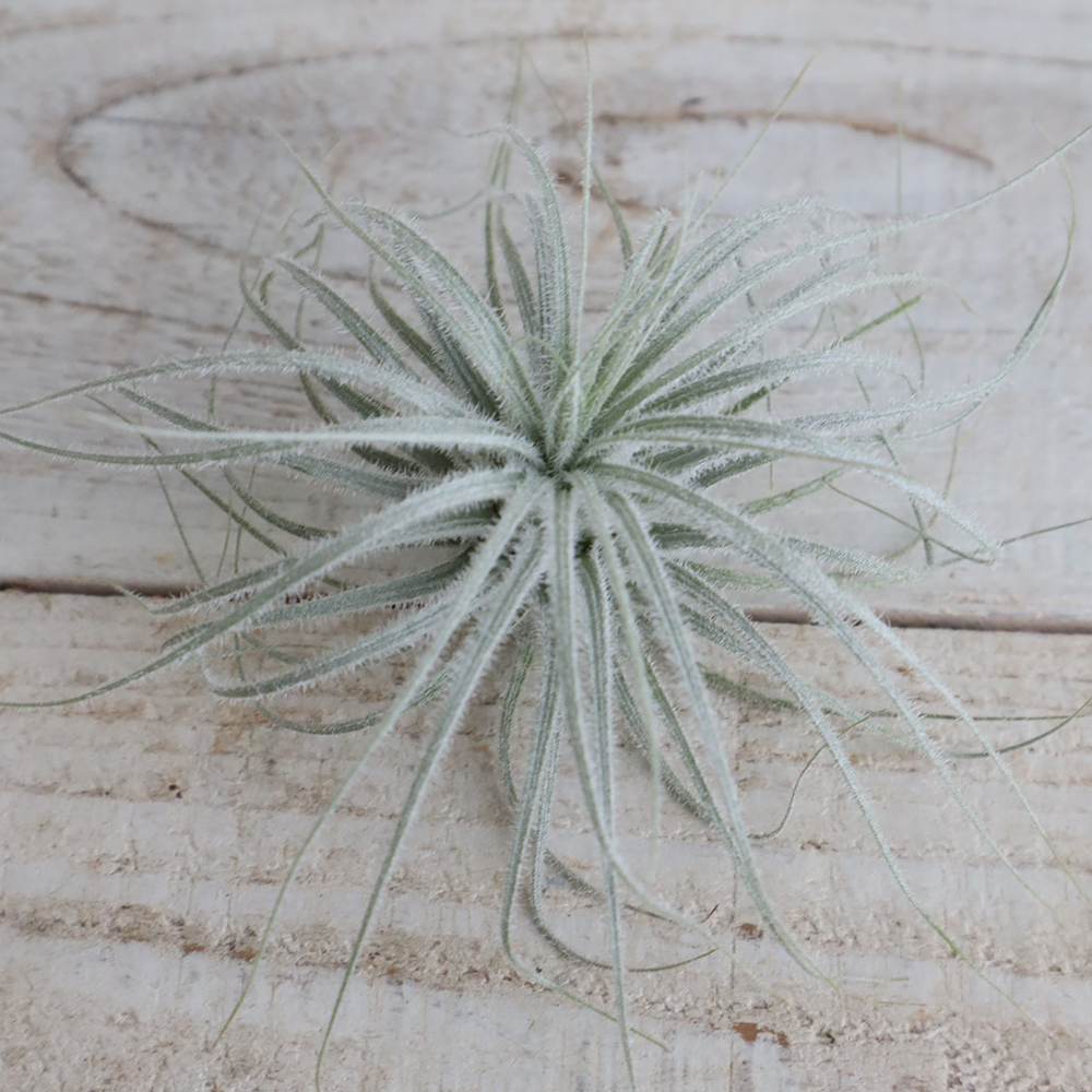 1794円 レビューで送料無料 エアプランツ チランジア テクトラム Xlサイズ 1個 送料無料 1794円 レビューで送料無料 エアプランツ チランジア テクトラム Xlサイズ 1個 送料無料