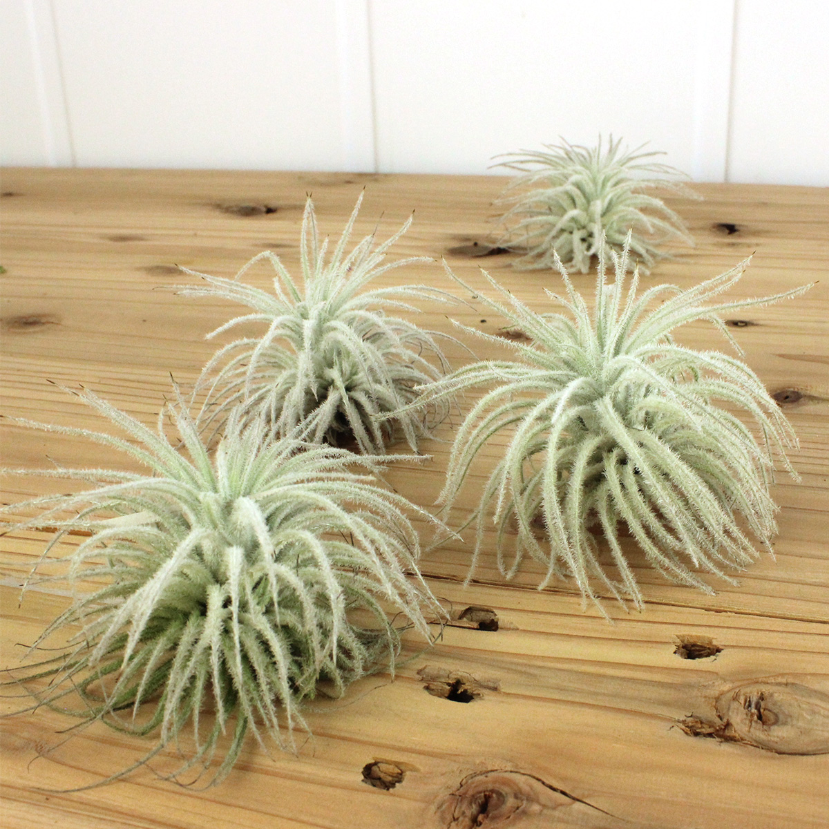 直前 エアプランツ テクトラム Lサイズ 約10cm Or 87 生花 通販 はなどんやアソシエ 直前 エアプランツ テクトラム Lサイズ 約10cm Or 87 生花 通販 はなどんやアソシエ