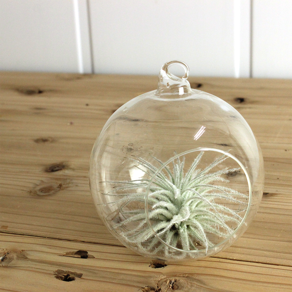 生花 エアプランツ テクトラム Lサイズ 約10cm Or 87 通販 はなどんやアソシエ 生花 エアプランツ テクトラム Lサイズ 約10cm Or 87 通販 はなどんやアソシエ