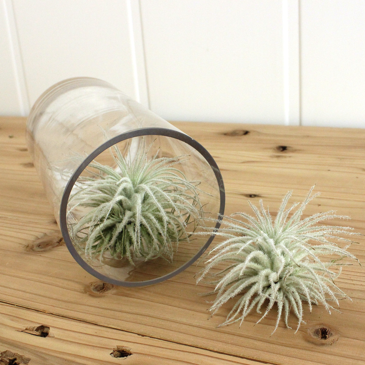 直前 エアプランツ テクトラム Lサイズ 約10cm Or 87 生花 通販 はなどんやアソシエ 直前 エアプランツ テクトラム Lサイズ 約10cm Or 87 生花 通販 はなどんやアソシエ