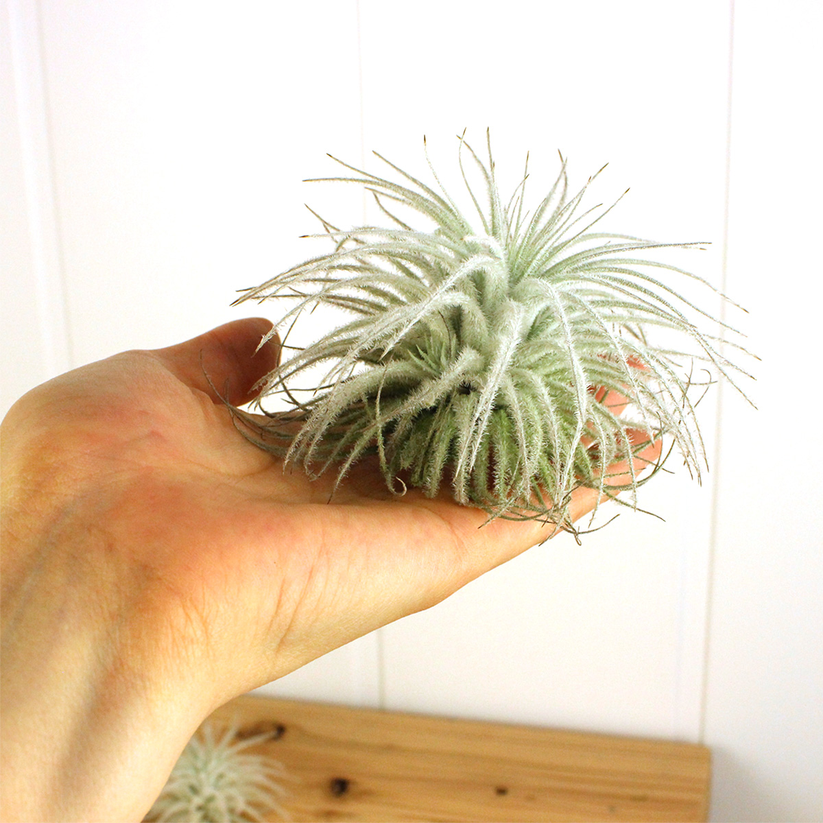 生花 エアプランツ テクトラム Lサイズ 約10cm Or 87 通販 はなどんやアソシエ 生花 エアプランツ テクトラム Lサイズ 約10cm Or 87 通販 はなどんやアソシエ