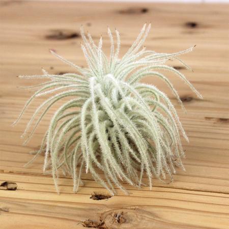 【生花/即納】エアプランツ テクトラム Lサイズ (10cm)  【OR-87】