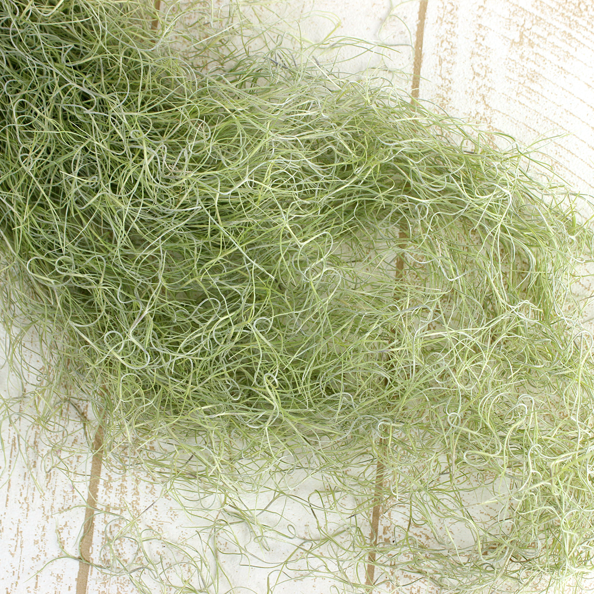 生花/即納】スパニッシュモス ウスネオイデス(M)#6 極細【XX】 - 花材