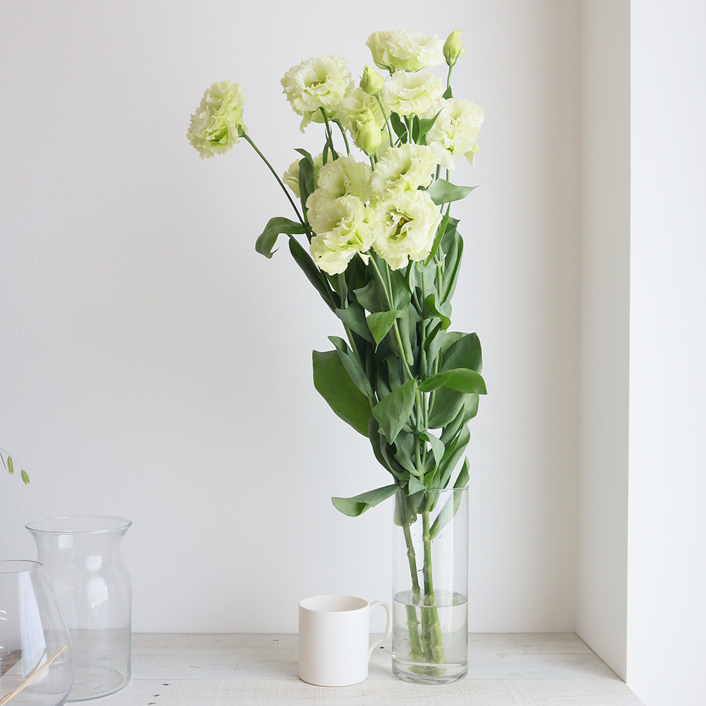 生花 おまかせトルコギキョウ 八重 グリーン Ita 通販 はなどんやアソシエ 生花 おまかせトルコギキョウ 八重 グリーン Ita 通販 はなどんやアソシエ