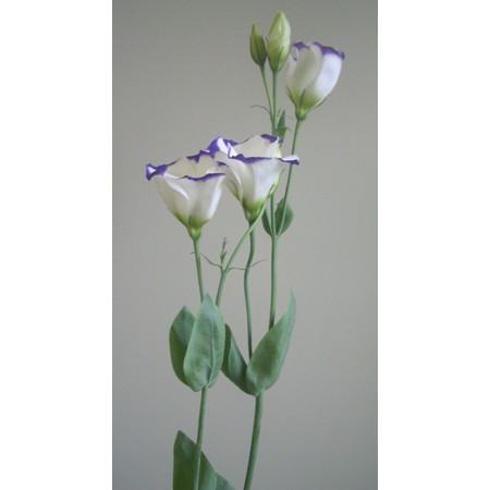 生花 トルコギキョウ パステル系一重 紫 白 通販 はなどんやアソシエ 生花 トルコギキョウ パステル系一重 紫 白 通販 はなどんやアソシエ