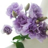 しめ縄リース　紫トルコキキョウ 3d929f3a5eb1e9613f118276fb236e