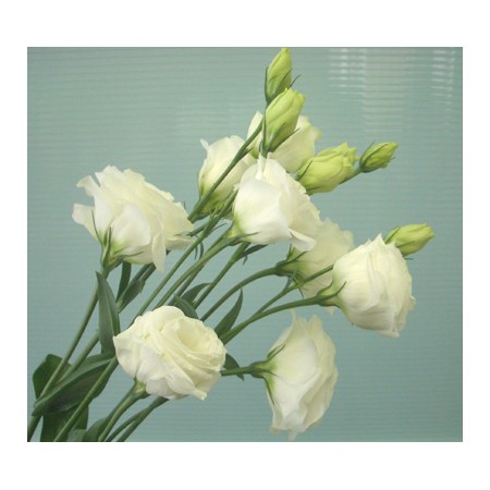 【生花】トルコギキョウ〔八重白小輪タイプ〕