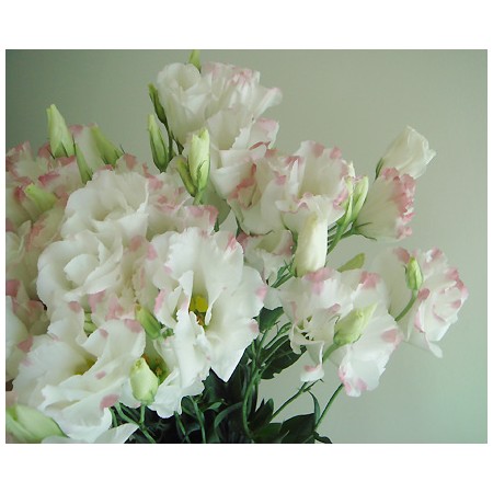 生花 トルコギキョウ ダイヤモンドピーチ 通販 はなどんやアソシエ