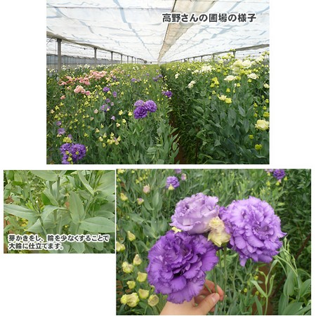 生花 トルコギキョウ コサージュ 白 通販 はなどんやアソシエ 生花 トルコギキョウ コサージュ 白 通販 はなどんやアソシエ