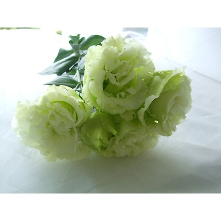 【生花】高野さんのトルコギキョウ　ボヤージュグリーン