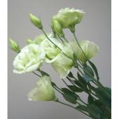 ※販売期間外※【直前!】トルコギキョウ（八重グリーン 2輪つき）【OR-13】★★