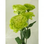 生花】<プレミアムトルコ>高野和明さんのトルコギキョウ 森の雫 2L・4