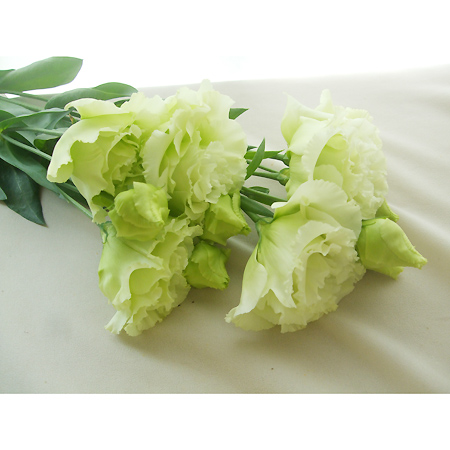 直前 トルコギキョウ 八重グリーン 2輪 生花 通販 はなどんやアソシエ 直前 トルコギキョウ 八重グリーン 2輪 生花 通販 はなどんやアソシエ