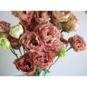 ※販売期間外※【直前!!】トルコギキョウ　アンバーダブルショコラ（小輪系茶）【生花】