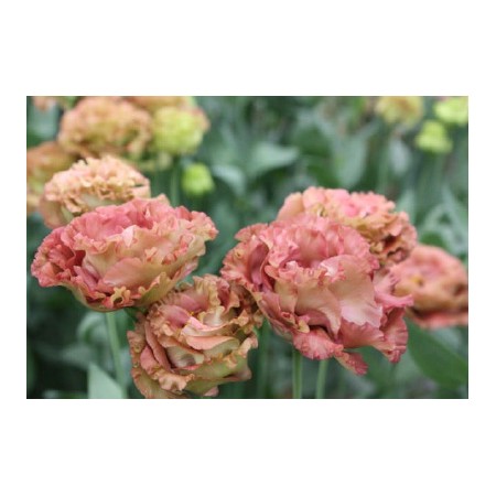 【直前!!!!】トルコギキョウ　貴婦人　1輪咲き(ブラウン系)  【生花】