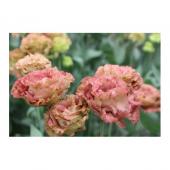 ※販売期間外※【直前!!!!】トルコギキョウ　貴婦人　1輪咲き（ブラウン系）  【生花】