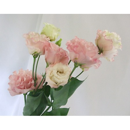 ラブリートルコ キキョウ セレブ ピンク 最高の花の画像 ラブリートルコ キキョウ セレブ ピンク 最高の花の画像