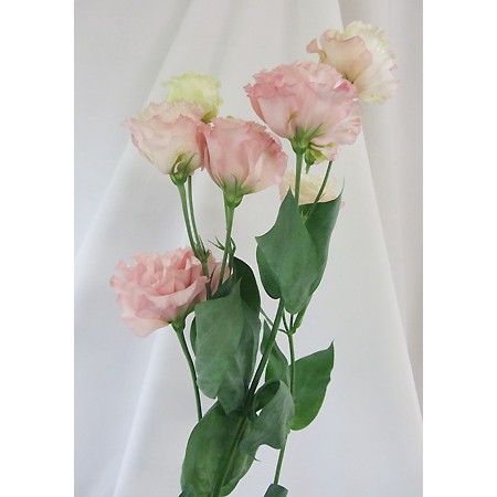 生花 トルコギキョウ セレブプリンセスorセレブピンク 通販 はなどんやアソシエ