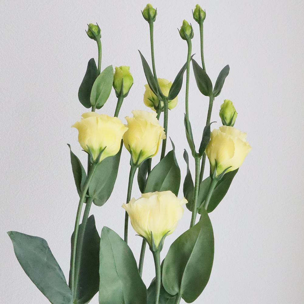 ゴールド　　　お花 生花】小輪トルコギキョウ 小夏ゴールド(黄)2L【OT】(オレンジ系ピンク