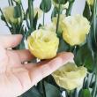 【生花】小輪トルコギキョウ　小夏ゴールド(黄)2L【OT】(オレンジ系ピンク)