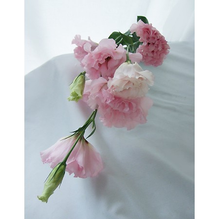 【生花】Spot【直前】トルコギキョウ　クラリスピンク