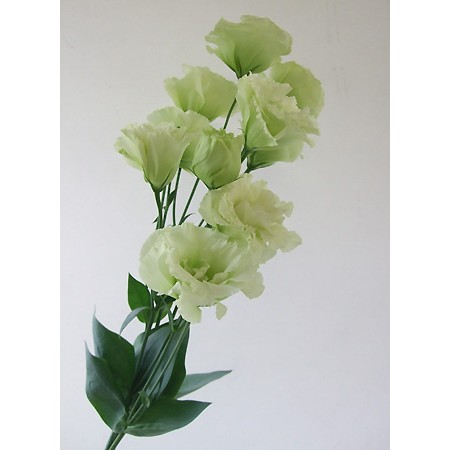 直前 トルコギキョウ 八重グリーン 通販 はなどんやアソシエ 直前 トルコギキョウ 八重グリーン 通販 はなどんやアソシエ