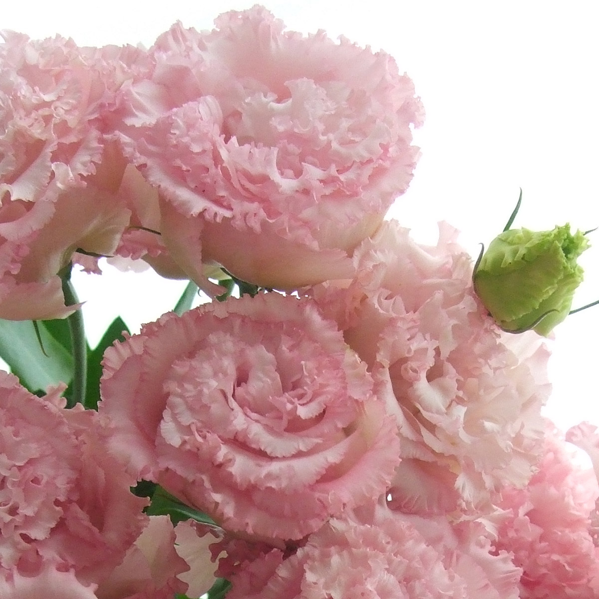 生花 トルコギキョウ 八重淡ピンク フリンジ系 ボヤージュ セレブなど 通販 はなどんやアソシエ 生花 トルコギキョウ 八重淡ピンク フリンジ系 ボヤージュ セレブなど 通販 はなどんやアソシエ