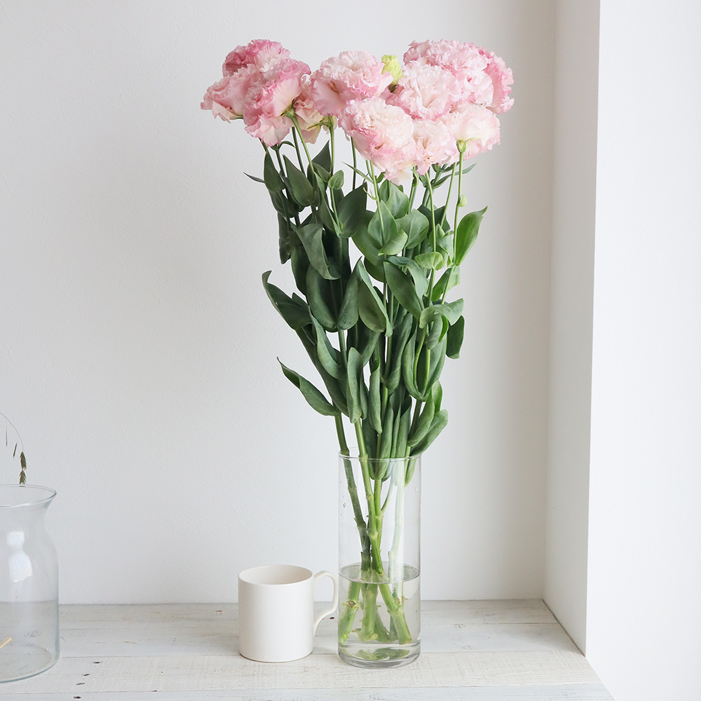 生花 トルコギキョウ 淡ピンク 八重フリンジ ボヤージュ セレブなど 通販 はなどんやアソシエ 生花 トルコギキョウ 淡ピンク 八重フリンジ ボヤージュ セレブなど 通販 はなどんやアソシエ