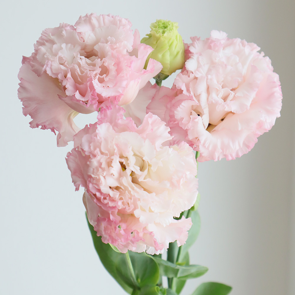 生花 トルコギキョウ 八重淡ピンク フリンジ系 ボヤージュ セレブなど 通販 はなどんやアソシエ 生花 トルコギキョウ 八重淡ピンク フリンジ系 ボヤージュ セレブなど 通販 はなどんやアソシエ