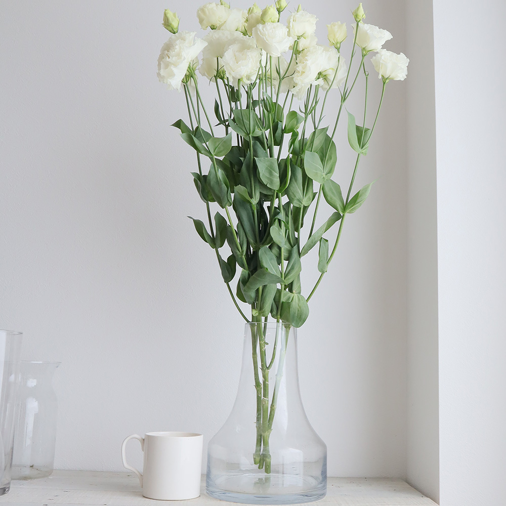 直前 トルコギキョウ 八重白 フリンジ系 ボヤージュ セレブなど 生花 通販 はなどんやアソシエ 直前 トルコギキョウ 八重白 フリンジ系 ボヤージュ セレブなど 生花 通販 はなどんやアソシエ