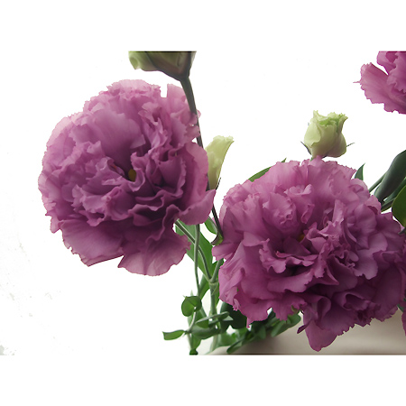 生花 トルコギキョウ 八重うす紫 フリンジ系 ボヤージュ セレブなど 通販 はなどんやアソシエ 生花 トルコギキョウ 八重うす紫 フリンジ系 ボヤージュ セレブなど 通販 はなどんやアソシエ