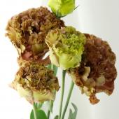 ※販売期間外※【直前】トルコギキョウ　アンバーダブルショコラ（茶系、フリンジ八重）【生花】
