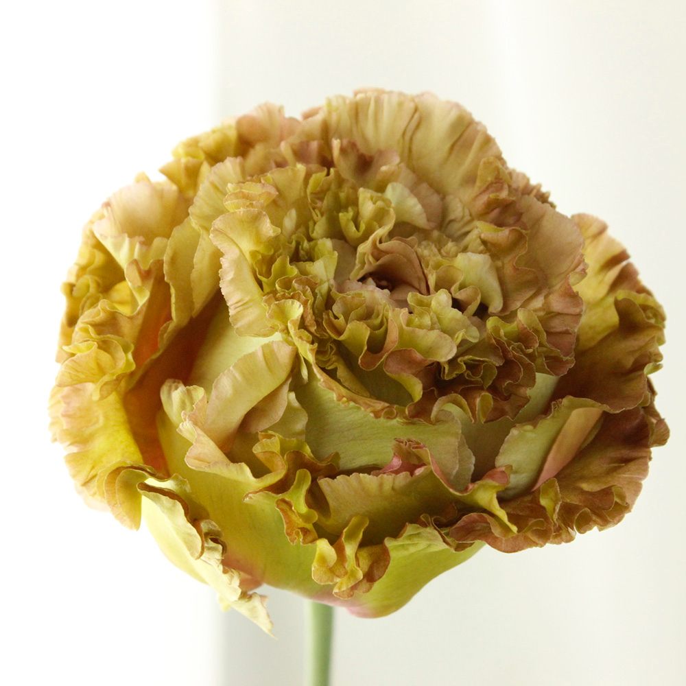 生花 トルコギキョウ アンバーダブルショコラ 茶系 フリンジ八重 約3輪 生花 通販 はなどんやアソシエ 生花 トルコギキョウ アンバーダブルショコラ 茶系 フリンジ八重 約3輪 生花 通販 はなどんやアソシエ