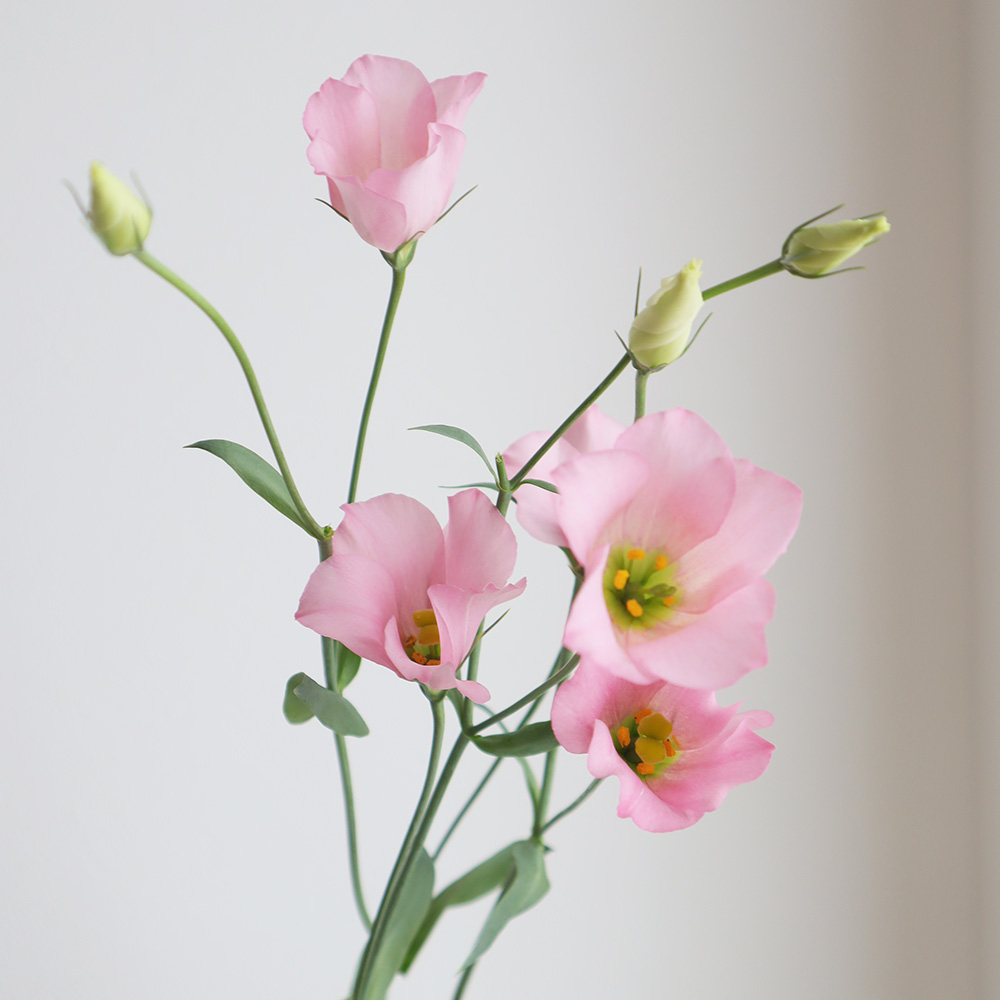 生花 小輪トルコギキョウ ピンクフィズ 一重ピンク 秀2l Ita 通販 はなどんやアソシエ 生花 小輪トルコギキョウ ピンクフィズ 一重ピンク 秀2l Ita 通販 はなどんやアソシエ