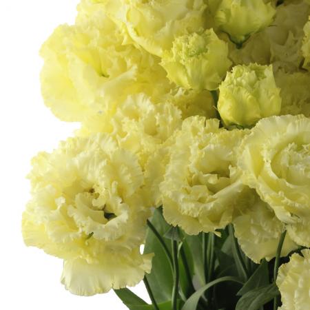 【生花】トルコギキョウ　ハピネスイエロー (クリーム・フリル)【IT】花族 渡辺 さん