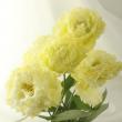 【生花】トルコギキョウ　ハピネスイエロー (クリーム・フリル)【IT】花族 渡辺 さん