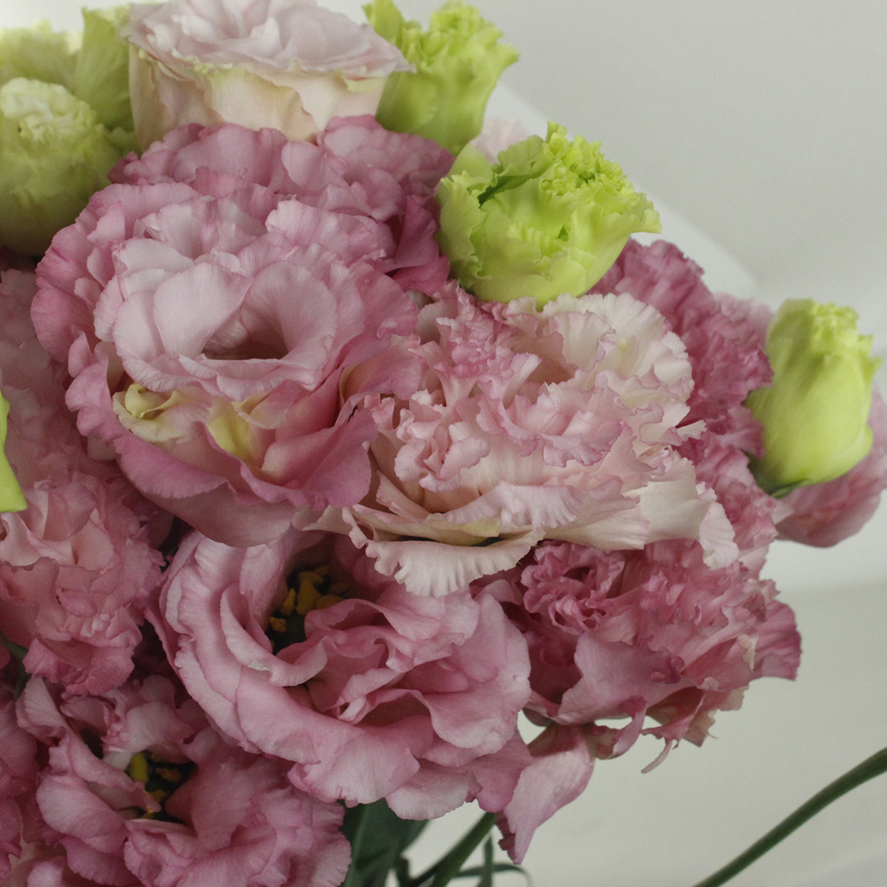 生花 トルコギキョウ セレブピンク ピンク フリル Ita 花族 渡辺 さん 通販 はなどんやアソシエ 生花 トルコギキョウ セレブピンク ピンク フリル Ita 花族 渡辺 さん 通販 はなどんやアソシエ