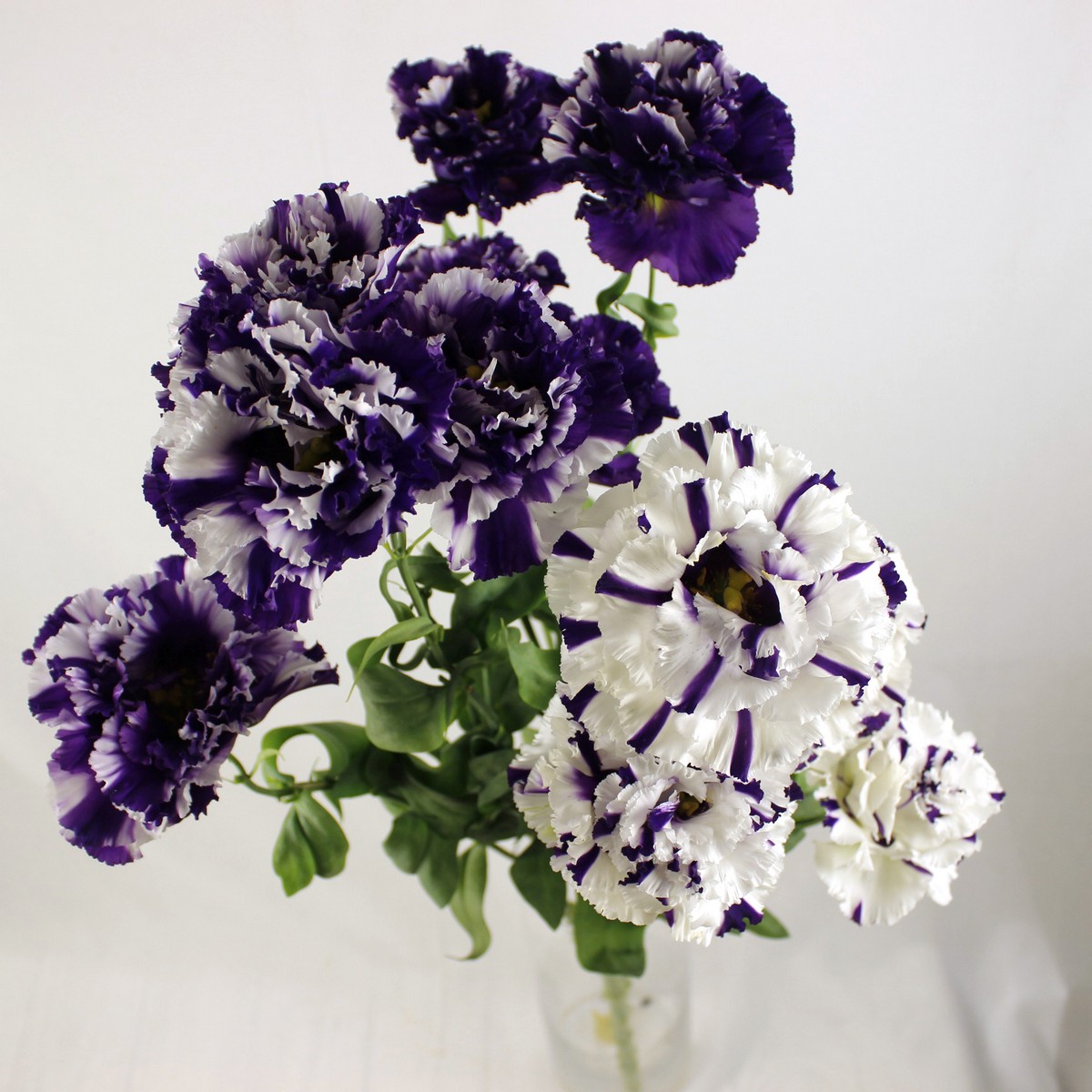 生花 高野さんのトルコギキョウ コサージュジョーカー 紫白 フリンジ 4輪づき 初入荷 通販 はなどんやアソシエ 生花 高野さんのトルコギキョウ コサージュジョーカー 紫白 フリンジ 4輪づき 初入荷 通販 はなどんやアソシエ