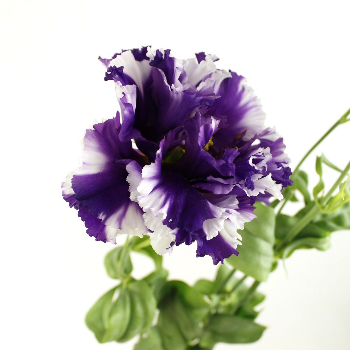 直前 中曽根さんのトルコギキョウ コサージュジョーカー 紫白 フリンジ 3輪づき 生花 通販 はなどんやアソシエ 直前 中曽根さんのトルコギキョウ コサージュジョーカー 紫白 フリンジ 3輪づき 生花 通販 はなどんやアソシエ