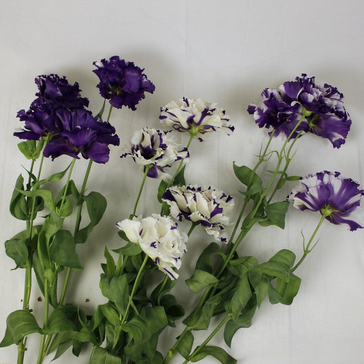 生花 高野さんのトルコギキョウ コサージュジョーカー 紫白 フリンジ 4輪づき 初入荷 通販 はなどんやアソシエ 生花 高野さんのトルコギキョウ コサージュジョーカー 紫白 フリンジ 4輪づき 初入荷 通販 はなどんやアソシエ