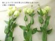 【生花】台湾産トルコギキョウ　八重白(ロジーナホワイトなど)70cm【OT】
