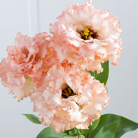 直前0627!】【SPOT】佐瀬さんのトルコギキョウ ハイカラさん