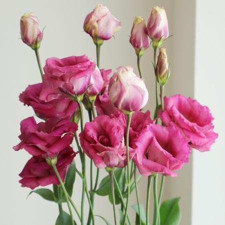 【生花】トルコギキョウ (赤系) 2輪つき　マキアルージュなど