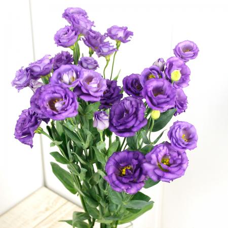 生花】小輪トルコギキョウ 小夏ボルドー(紫)秀2L【IT】 - 花材