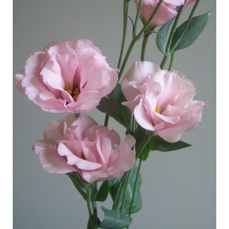 【生花】×輸入トルコギキョウ八重(W、P、G、)相場表用マスタ