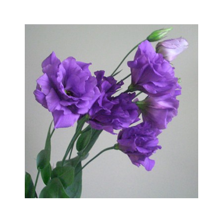 生花 Lot割トルコギキョウ八重 濃い紫 通販 はなどんやアソシエ 生花 Lot割トルコギキョウ八重 濃い紫 通販 はなどんやアソシエ